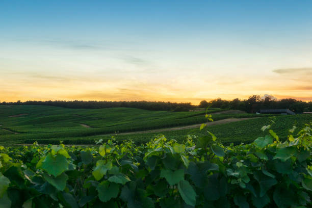 istock Row vine grape in champagne vineyards at montagne de reims 1331062268