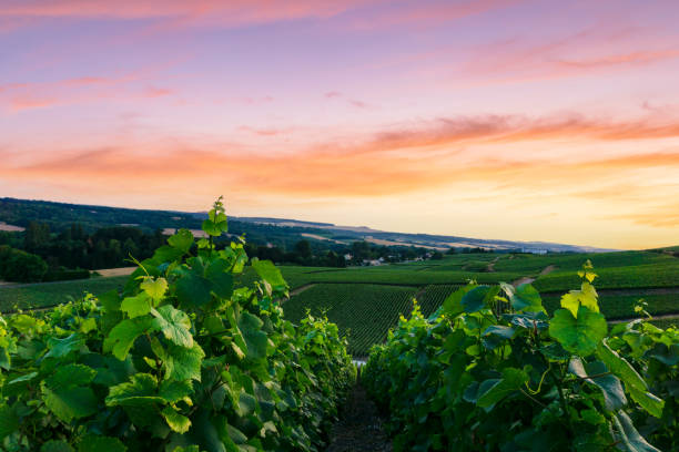 istock Row vine grape in champagne vineyards at montagne de reims 1331062271