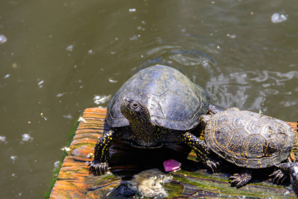 istock European pond turtle (Emys orbicularis) 1331062340