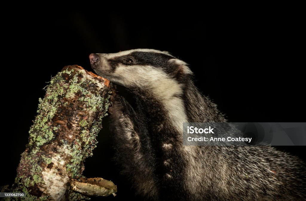 Close up of a wild, native badger at night, scientific name: Meles Meles, foraging on a Silver Birch tree stump for slugs and grubs.  Head resting on stump.  Facing left. Close up of a wild, native badger at night, scientific name: Meles Meles, foraging on a Silver Birch tree stump for slugs and grubs.  Head resting on stump.  Facing left.  Horizontal.  Space for copy. Badger Stock Photo