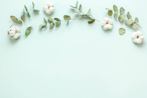 istock Flat lay with green eucalyptus branches and cotton flowers. Top view 1331062920