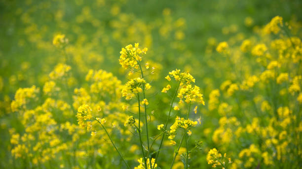 istock Yellow wildflowers in prairie 1331063732