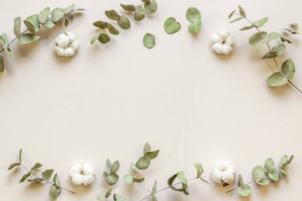 istock Eucalyptus branches and cotton flowers - floral frame. Top view 1331063823