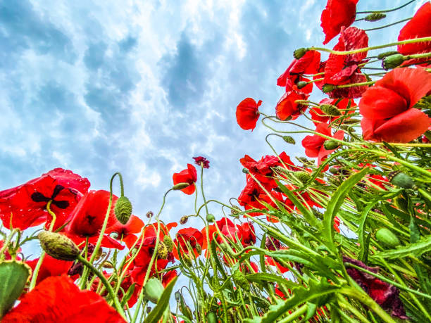 istock Low angle view photo of wild Poppies field against cloudy sky 1331065607