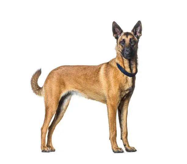 Side view of a Standing Malinois dog looking at the camera and wearing a collar, Isolated on white
