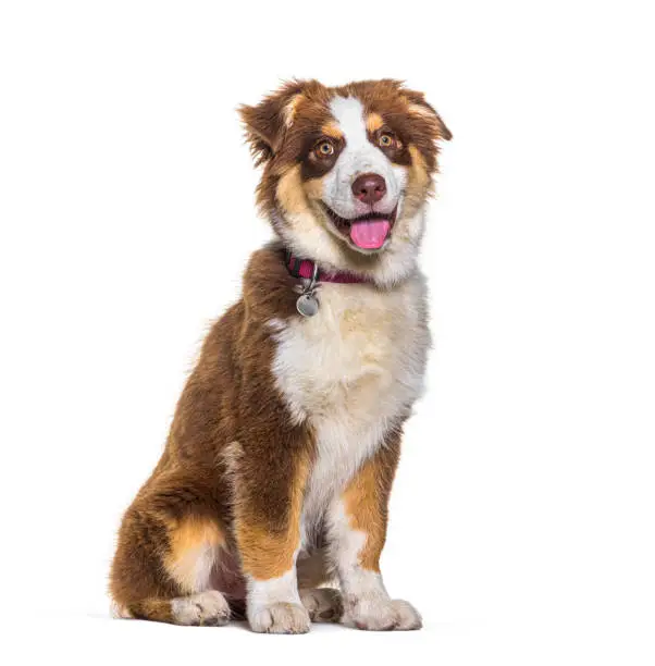 Photo of Tri color Panting Australian Shepherd dog Sitting, isolated on white