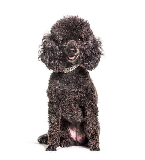 istock Black old Poodle dog, isolated 1331065924