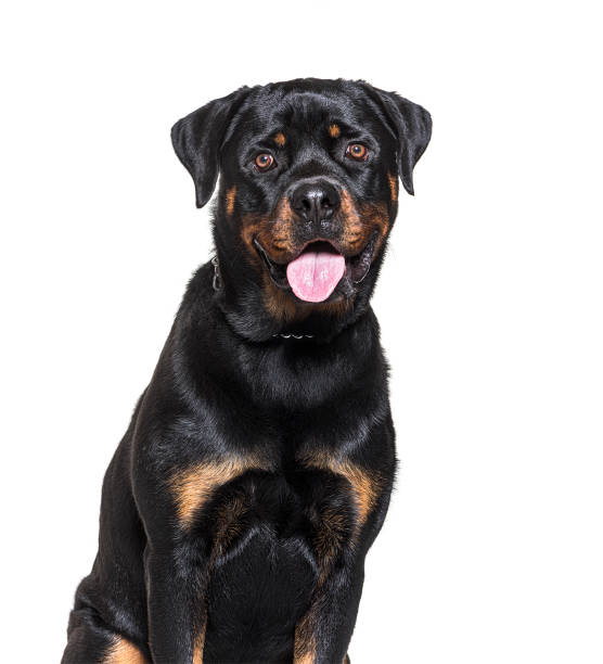 istock Head shot of a Rottweiler panting isolated on white 1331065925