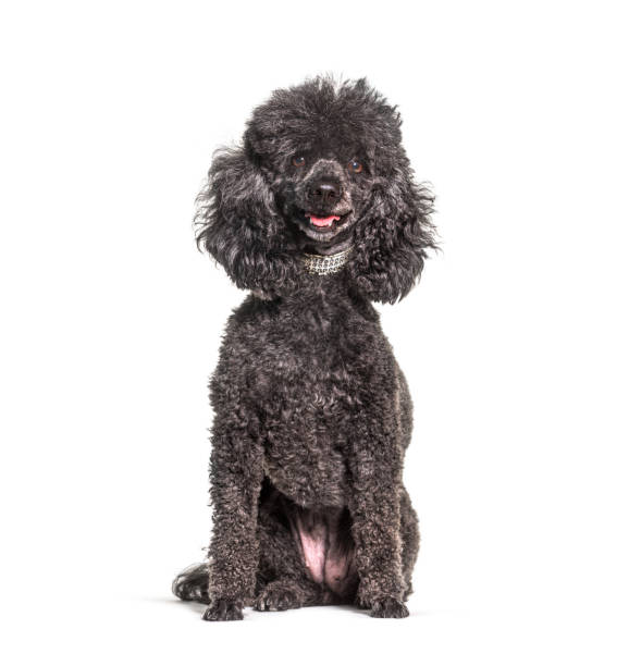 istock Greying Black old Poodle dog, isolated 1331065936
