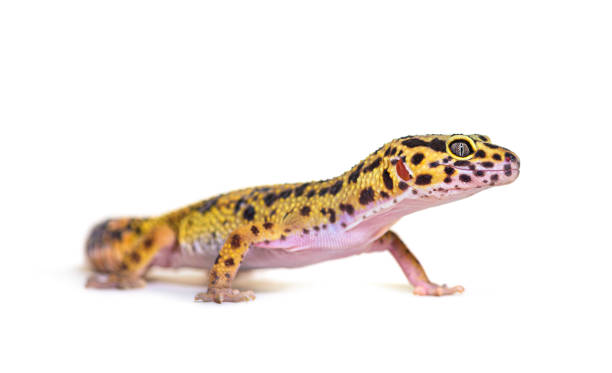 istock Side view of a Leopard gecko, isolated on white 1331065965