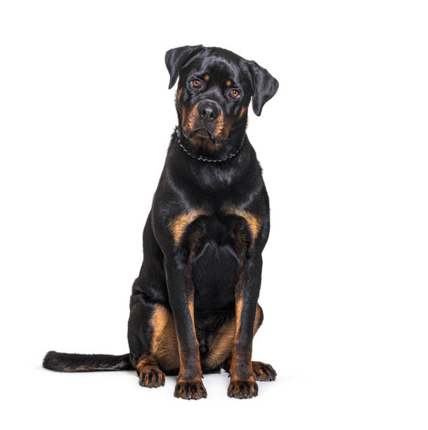 istock Sitting Rottweiler facing the camera, isolated on white 1331066040
