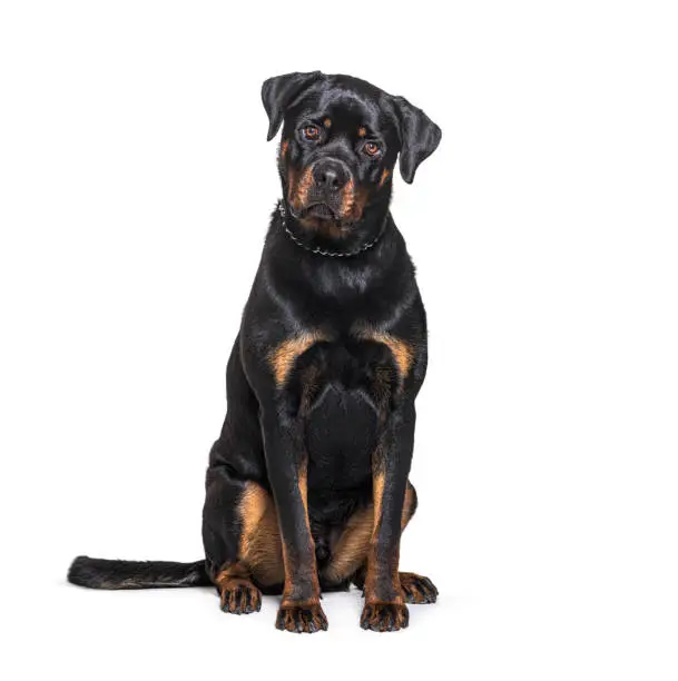 Sitting Rottweiler facing the camera, isolated on white