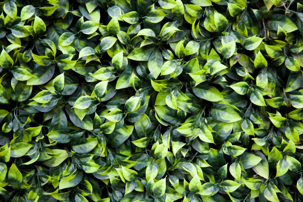 istock Texture of ivy leaves closeup 1331066092