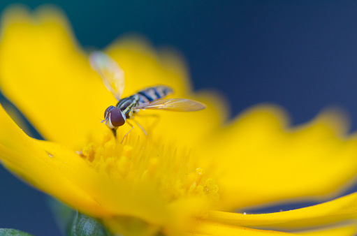 A hoverfly feeding on a yellow calendula bloom.