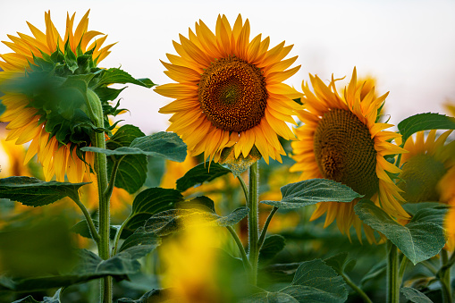 Sunflowers in full bloom against the blue sky