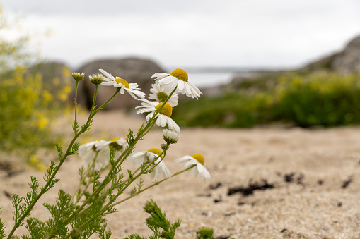 Daisy flowers on a beach