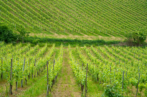 Vineyards in Oltrepo Pavese, Lombardy, Italy. Rural landscape at springtime near Casteggio