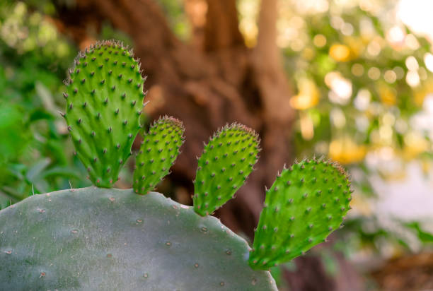 istock Background Opuntia Cactus tree, prickly pear at the seashore 1331072663
