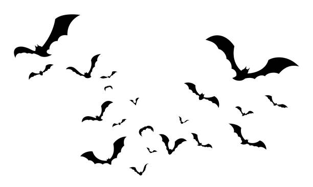 stado nietoperzy odizolowanych. sylwetki latających nietoperzy na biało. - fly stock illustrations