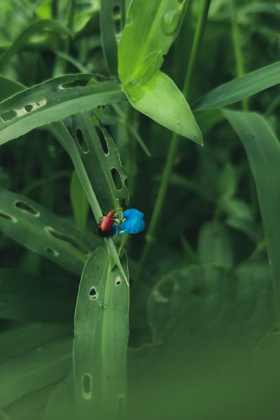 istock Red coloured Beetle photo 1331074353