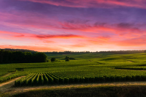 istock Row vine grape in champagne vineyards at montagne de reims 1331074370