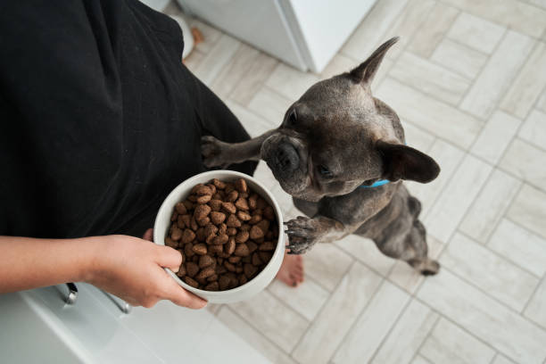 istock French bulldog awaiting command from his female owner to eating 1331075183