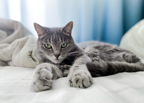 A beautiful gray cat is lying on the owner's bed, comfortably settled, with its paws outstretched.