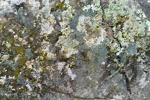 Background of nature. Moss, fungus on a stone close-up . Relief and texture of the stone with patterns. Stone natural background.