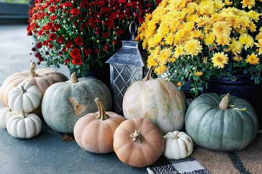 Red and yellow orange mums on a front porch that has been decorated for autumn with heirloom white, orange and grey pumpkins.