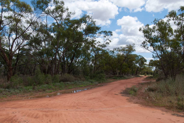 istock Dirt road lined with gumtrees and water puddles 1331078880