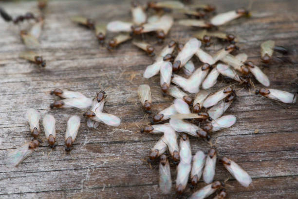 istock Winged ants on wooden plank 1331079826