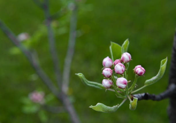 Bunch of pink flower buds of blooming pear tree in organic orchard garden. Spring season. Unfocused green grass and tree branch at background. Selective focus. Horizontal orientation. Copy space.