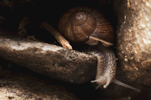 helix pomatia (o caracol romano, caracol de borgoña) arrastrándose sobre las rocas y mirando a su alrededor. - remote shell snail isolated fotografías e imágenes de stock