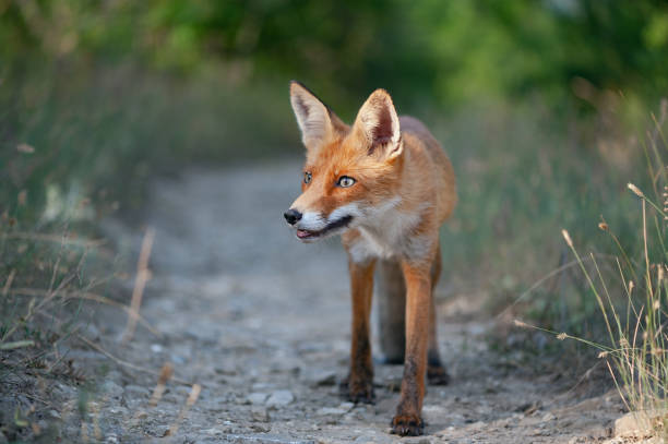 istock Close up of a red fox Vulpes vulpes, sitting on a path in the forest 1331081739