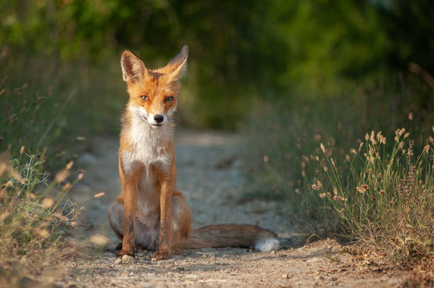 istock Close up of a red fox Vulpes vulpes, sitting on a path in the forest 1331081887
