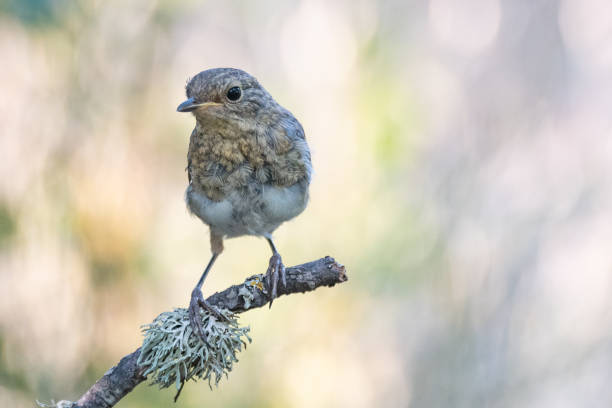 istock Garden Birds. Robin juvenile Erithacus rubecula sitting on a tree branch 1331081921