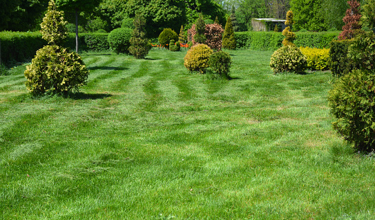 Lawn care: Grass cut, mowed and trimmed. Garden, landscape design with evergreen shrubs on a mowed lawn.