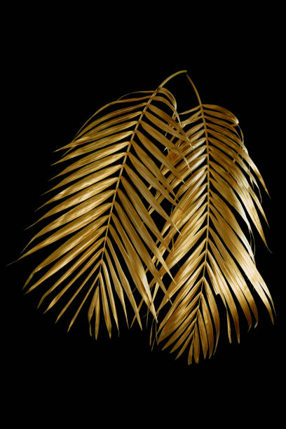 istock golden coconut leaves isolated on black background 1331084758