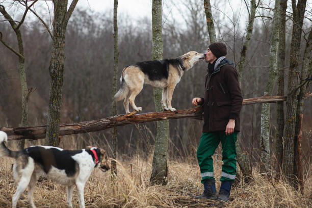 istock Man training mixed breed dogs at atutumn meadow 1331085367