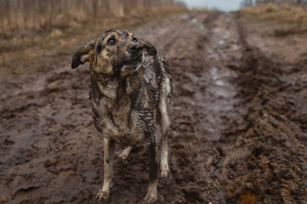 istock Very dirty and wet mixed breed shepherd dog 1331085427