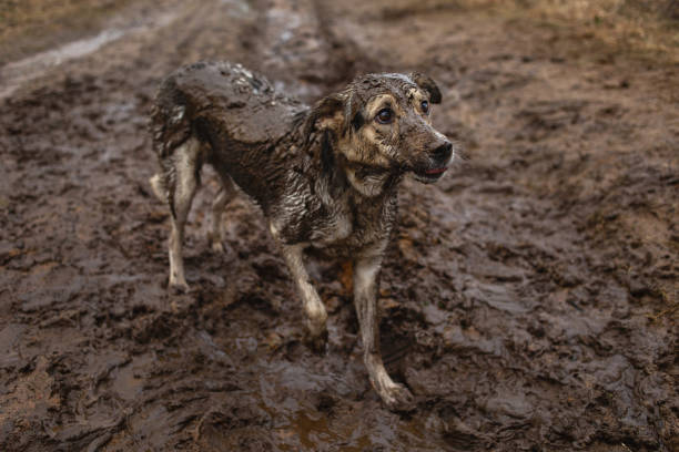 Side view of unhappy very dirty and wet mixed breed shepherd dog looking aside