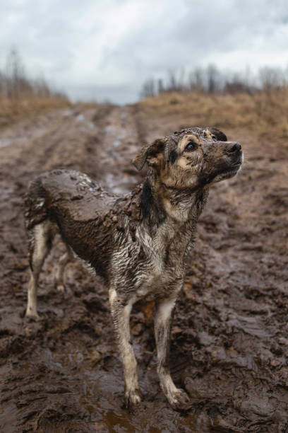 istock Very dirty and wet mixed breed shepherd dog 1331085434