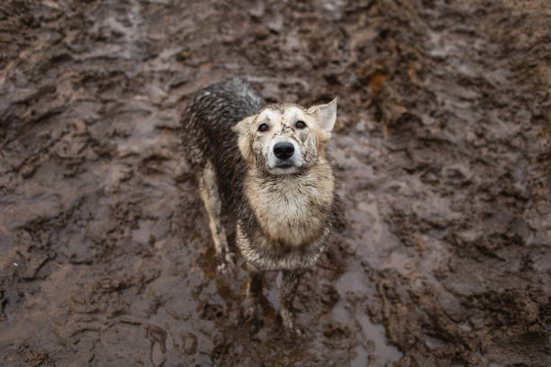 From above cute very dirty and wet mixed breed shepherd dog standing in dirt