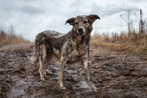 istock Very dirty and wet mixed breed shepherd dog 1331085444