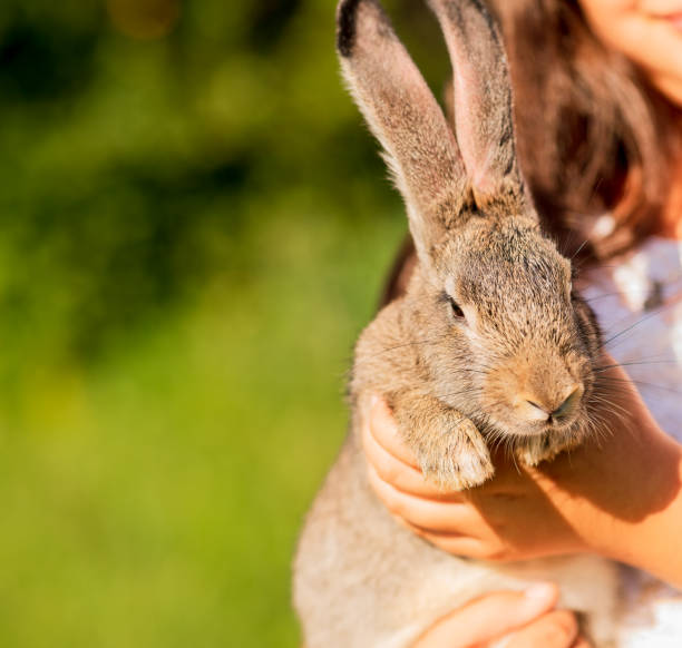 istock Hands hold a gray rabbit. Long-eared hare on the lawn. Pet. Rodent. Easter concept. 1331086267