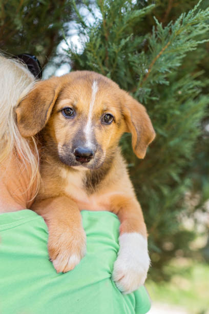 istock Small shelter puppy 1331086303