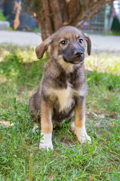 istock Funny little shelter puppy 1331086312