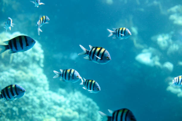 Sergeant-major fish school with water surface in background, underwater Caribbean sea. Egypt fish cichlids