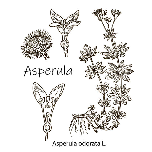 illustrazioni stock, clip art, cartoni animati e icone di tendenza di asperula o incisione vintage in legno dolce. vecchia illustrazione incisa della pianta di asperula e primo piano floreale, isolata su uno sfondo bianco - asperula odorata