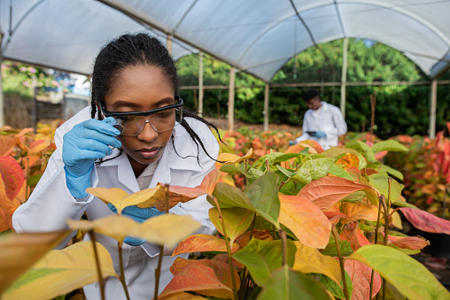 analyzing plants science